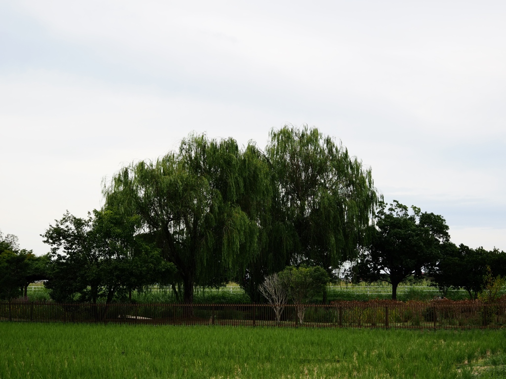 利根川沿い7