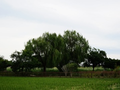 利根川沿い7