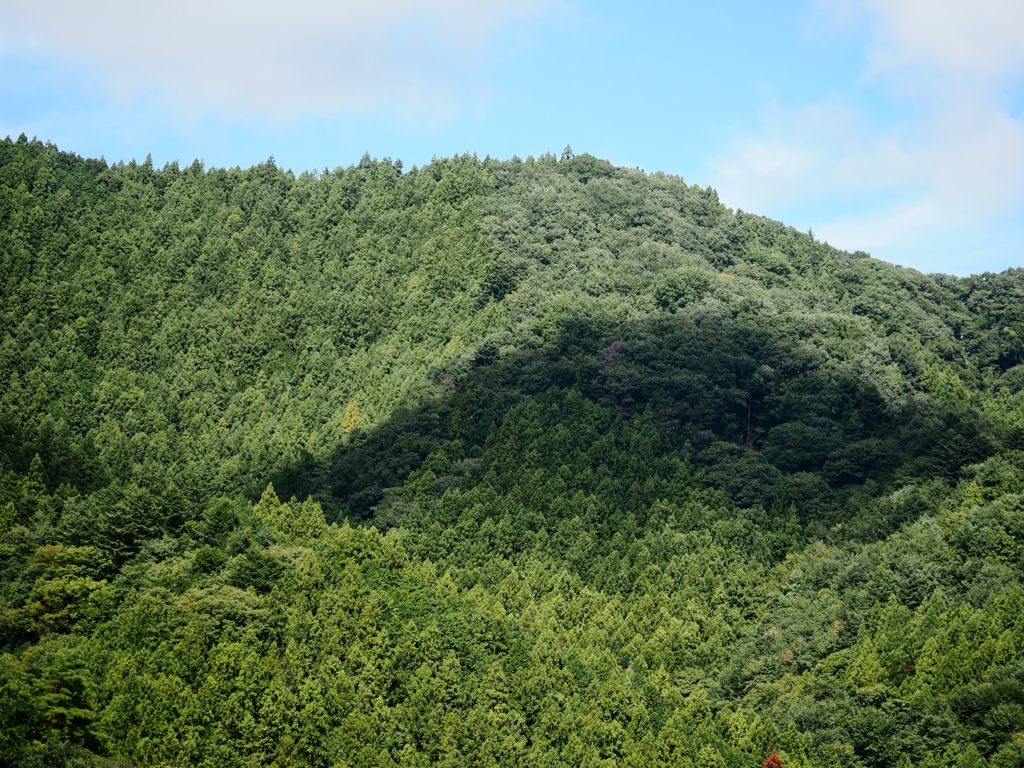 両神山麓花の郷ダリア園50