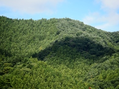 両神山麓花の郷ダリア園50