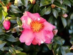 佐倉からの帰りスナップ3