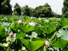 水元公園のボート3