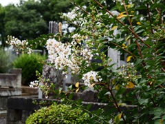 東源寺14