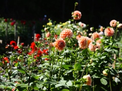 両神山麓花の郷ダリア園47