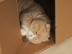 猫まるカフェ14