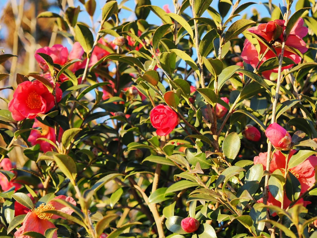 佐倉からの帰りスナップ6