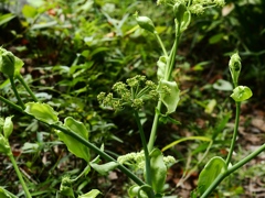 向島百花園15