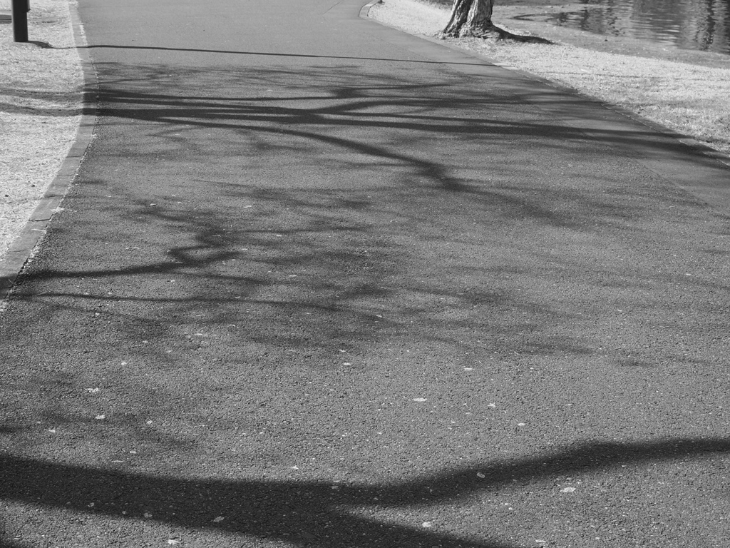 水元公園のモノクロ2