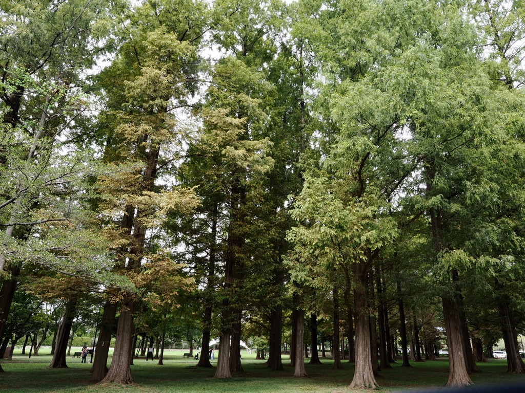 10月の水元公園3