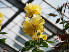 京成バラ園9