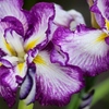 小岩菖蒲園の花菖蒲5