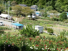 両神山麓花の郷ダリア園49