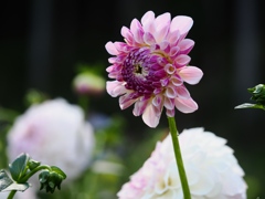 両神山麓花の郷ダリア園23