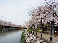 新川千本桜2