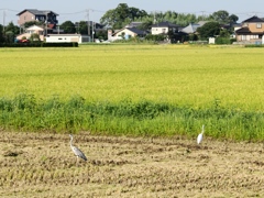 河内町10