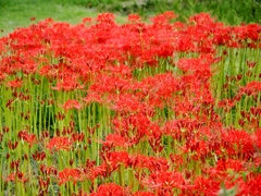 9月の水元公園10
