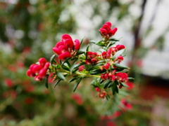 熱帯植物園27
