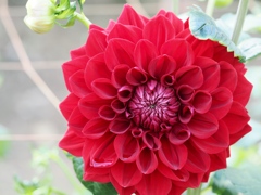 両神山麓花の郷ダリア園21
