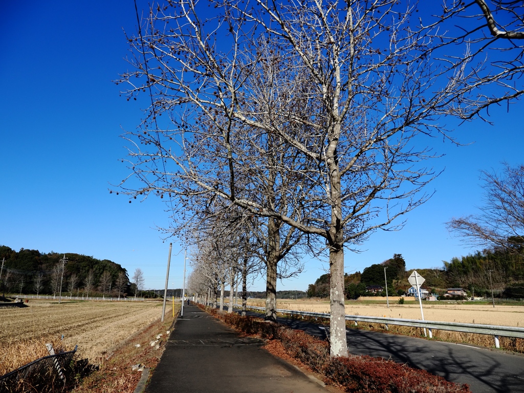 佐倉からの帰りスナップ2