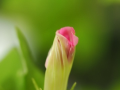 歴博の朝顔50