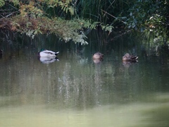 水元公園シン望遠10