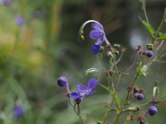向島百花園13