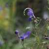 向島百花園13