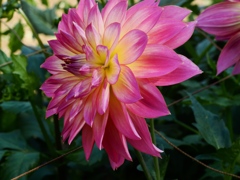 両神山麓花の郷ダリア園28