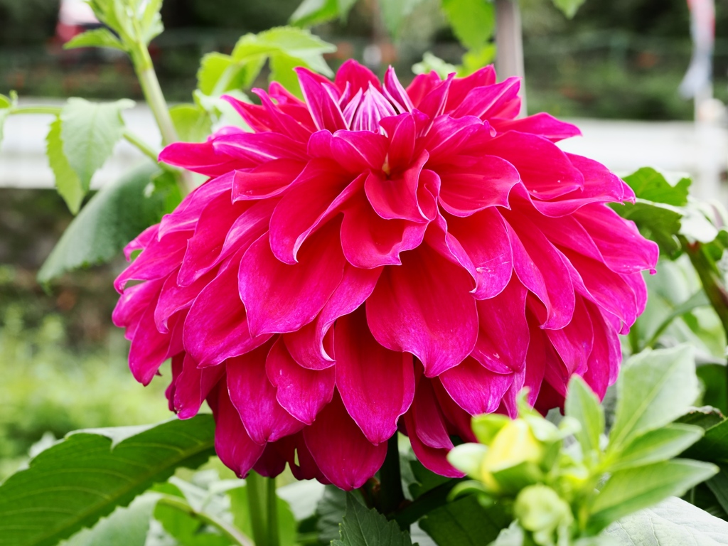 両神山麓花の郷ダリア園68