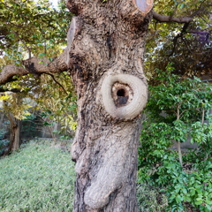 旧芝離宮恩賜庭園2