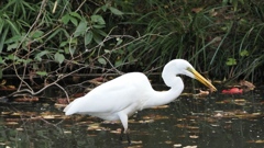 水元公園シン望遠8