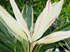 熱帯植物園22