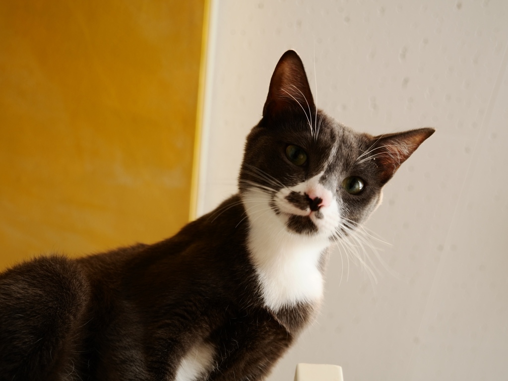 猫まるカフェ2