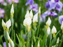 堀切菖蒲園の花菖蒲28
