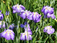 堀切菖蒲園の花菖蒲1