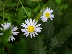 向島百花園23