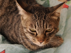 猫まるカフェ6