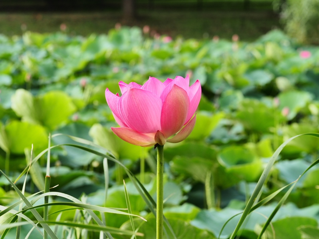 水元公園の蓮7