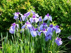 堀切菖蒲園の花菖蒲8