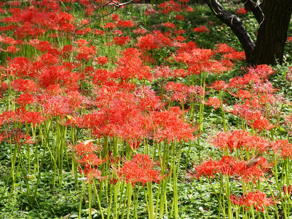 府中郷土の森公園10