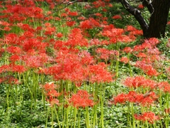 府中郷土の森公園10