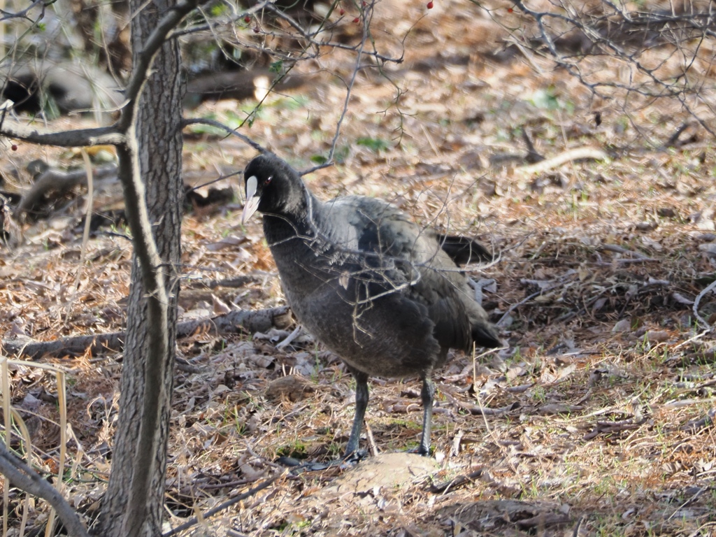水元公園の鳥14