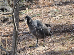 水元公園の鳥14