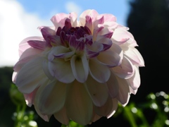 両神山麓花の郷ダリア園24