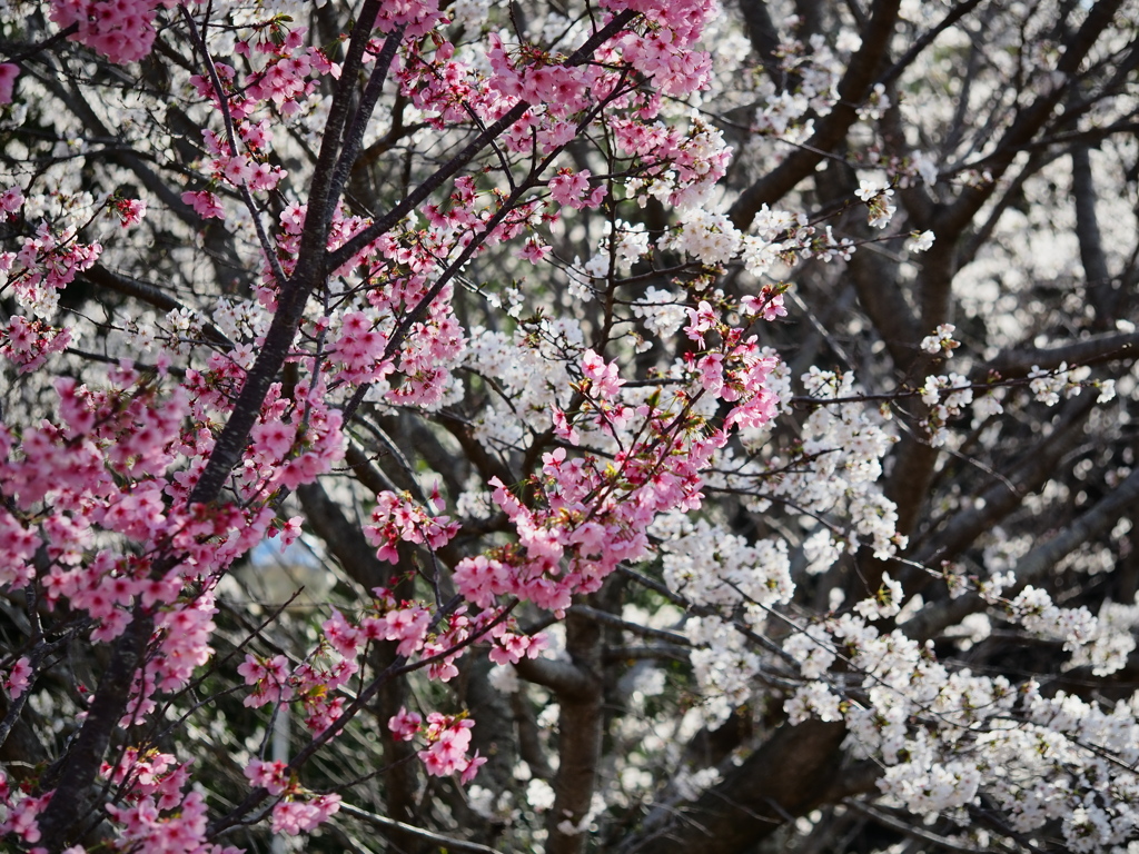 小貝川の桜12