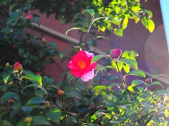 高田馬場スナップ8