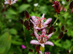 向島百花園39