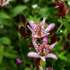向島百花園39