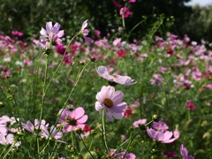 江戸川松戸フラワーライン8