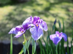 堀切菖蒲園の花菖蒲12